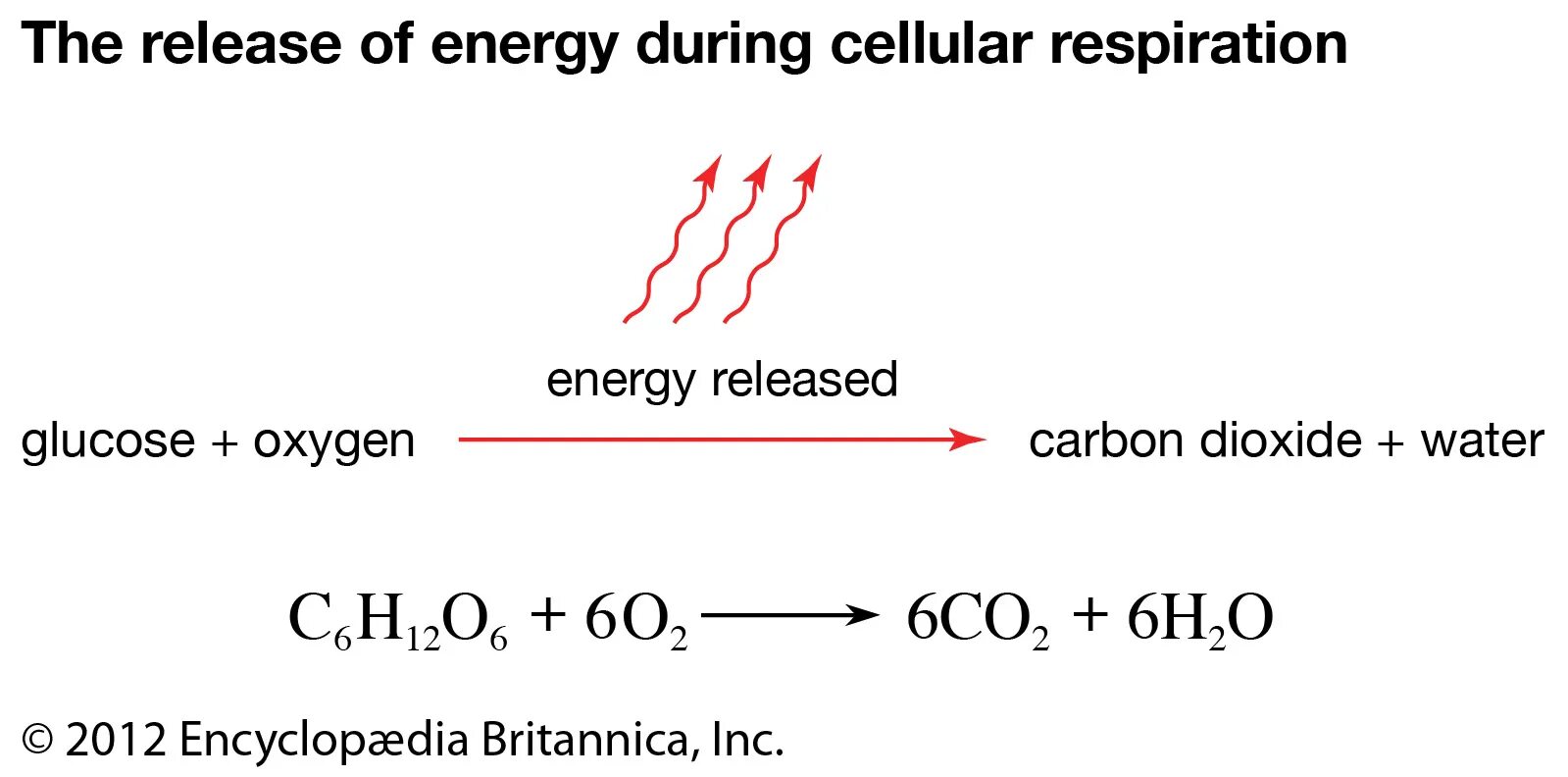 Глюкоза кислород вода энергия. Cellular respiration. Respiration equation. Respiration формула. Cellular respiration Reaction.