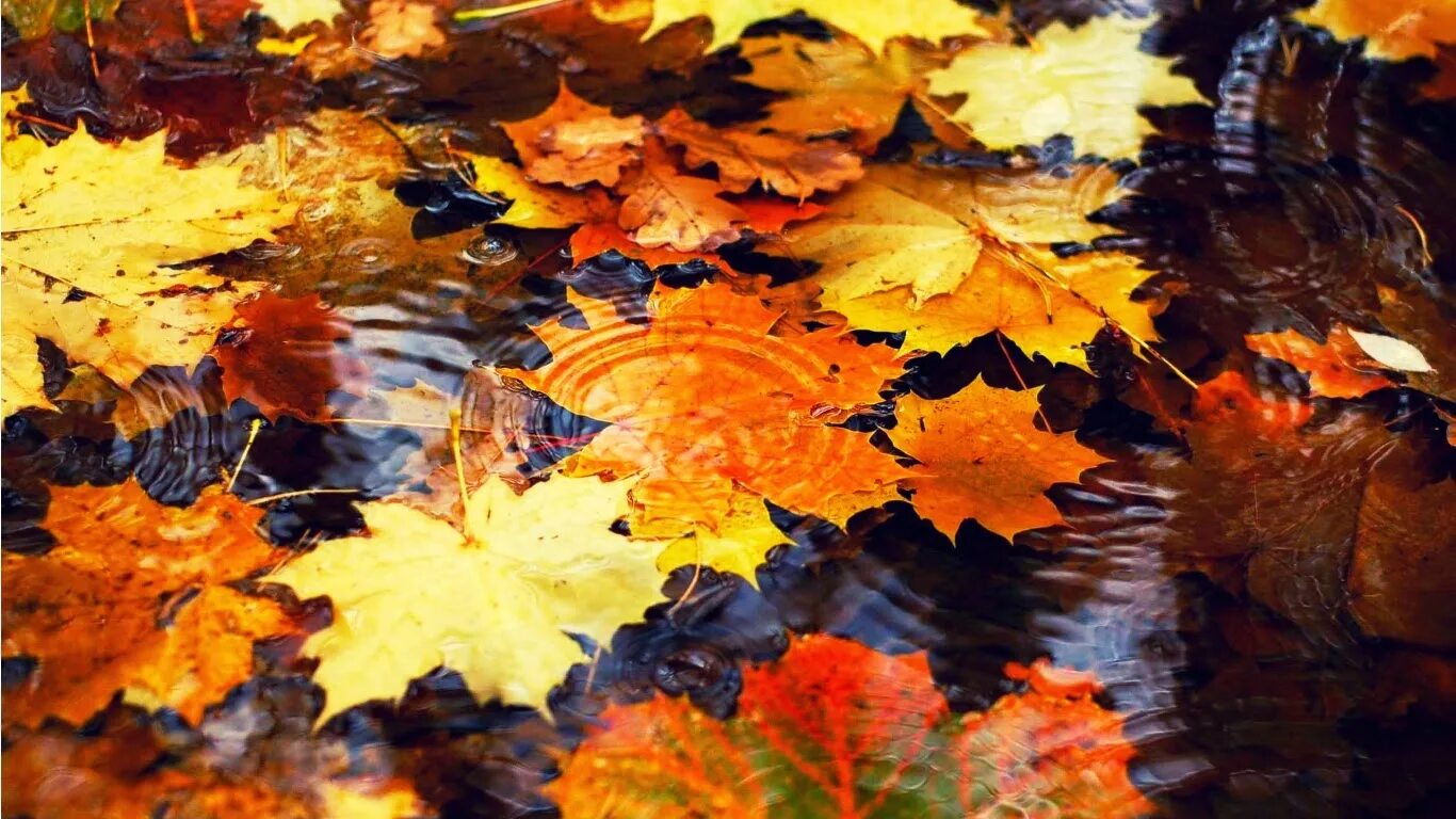 Листья желтые в пруду. Осенние листья. Осенний листопад. Падающие листья. Осенний фон.