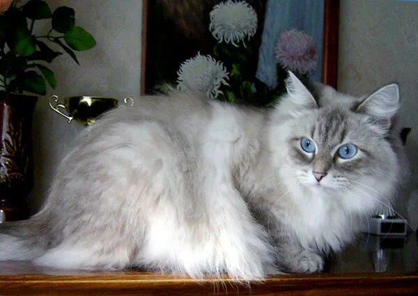 невская маскарадная кошка серая. порода кошек сибирская маскарадная невская. вес кота невская маскарадная. невская маскарадная кошка короткошерстная. Seal point невская маскарадная.