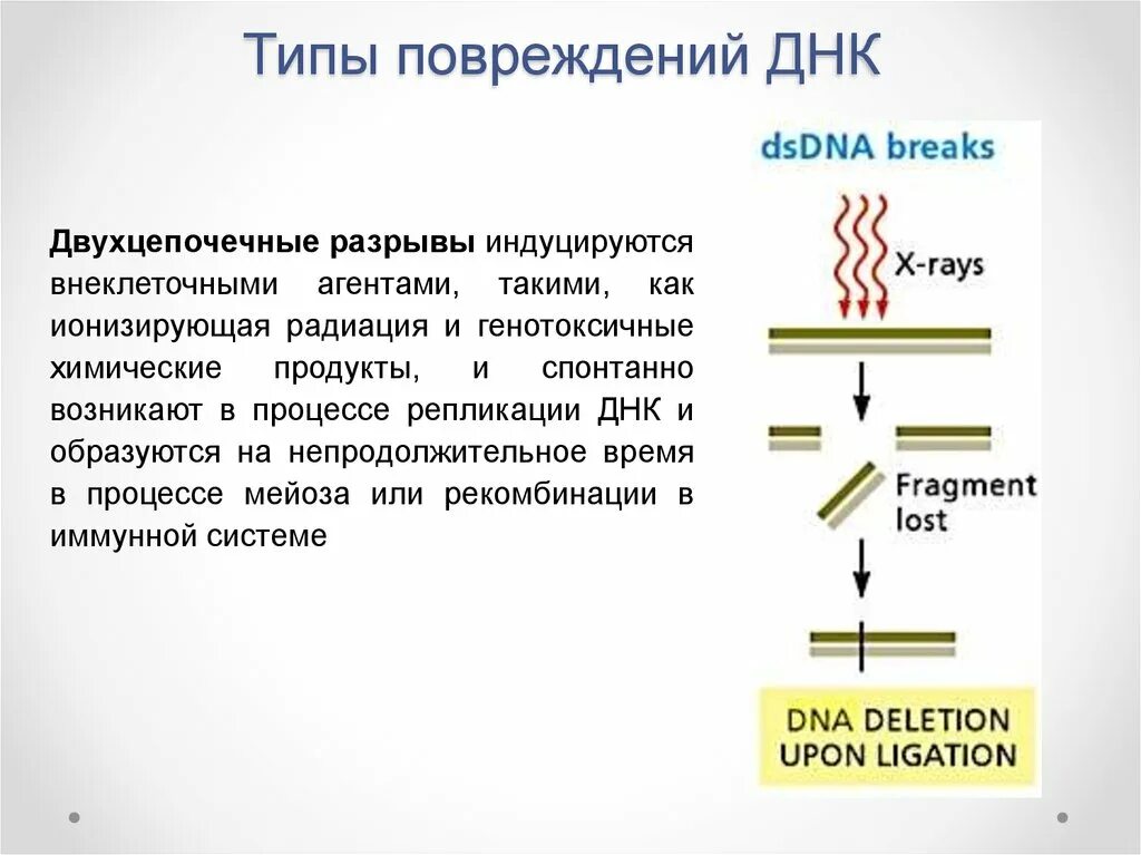 Генетическим повреждением. Причины и механизмы повреждения ДНК. Основные типы повреждения ДНК. Типы репарации ДНК. Факторы вызывающие повреждения ДНК.