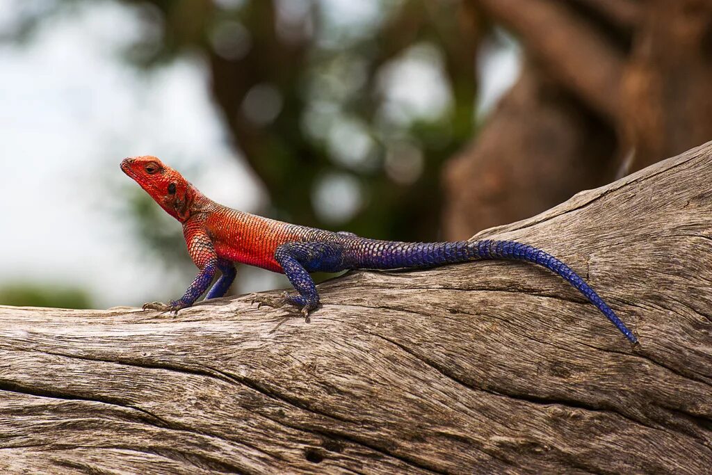 агама. австралийская агама ящерица. агама обыкновенная. агама ящерица. бородатая агама злая.