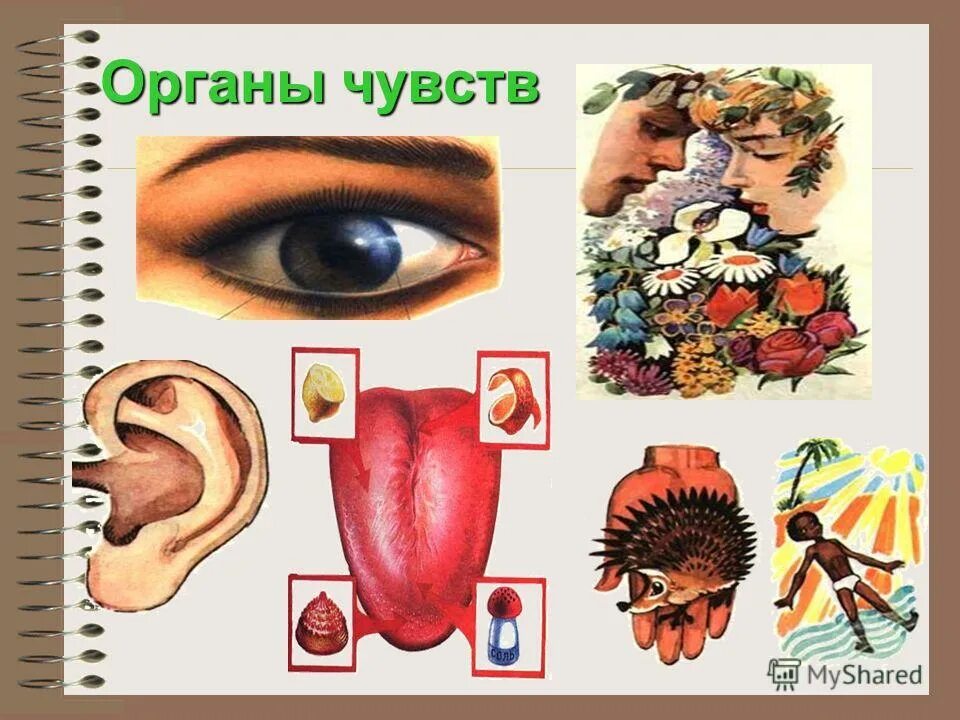 органы чувств человека. изменение органов чувств. перечислите органы чувств человека. органы чувств зрения слуха обоняния вкуса осязания. возрастные изменения органа вкуса.