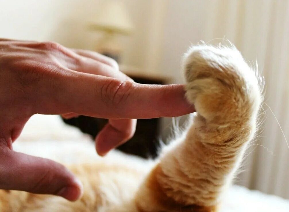 Кошачья лапа. Кот с кулаком. Кот трогает лапой. Кошачьи лапки на руки. Держим пальчики