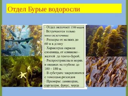 Как пишется водоросли