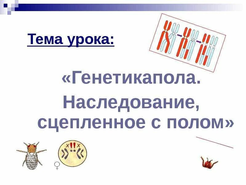 Наследование сцепленное с полом презентация 10 класс. Генетика пола. Презентация на тему генетика пола. Генетика пола и наследование сцепленное с полом. Генетика пола и наследование сцепленное с полом презентация.