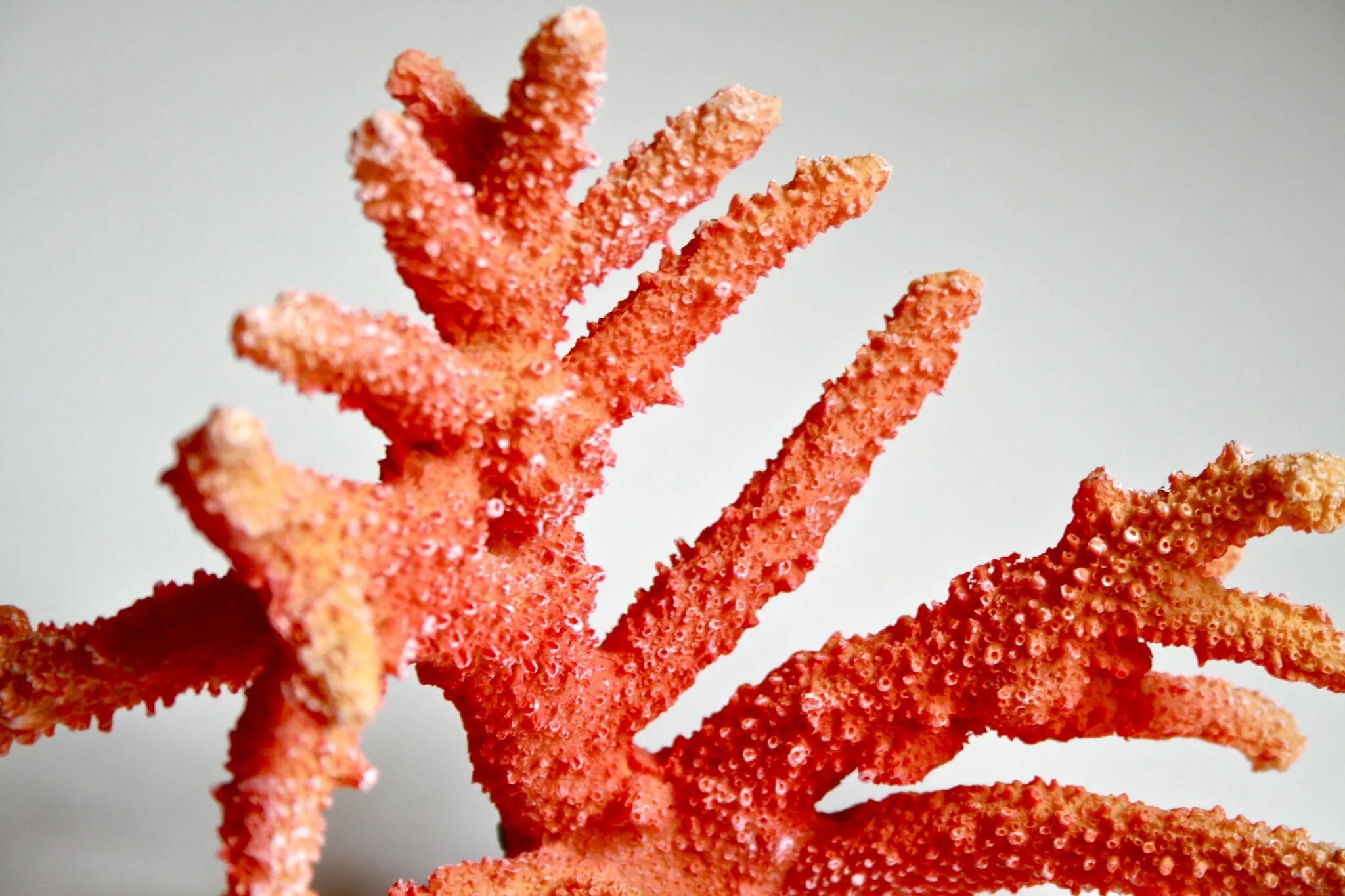 Коралл Секондо КОЛОРО. Красный коралл Кишечнополостные. Кустистый коралл. Арцискуро карбонетто коралл.
