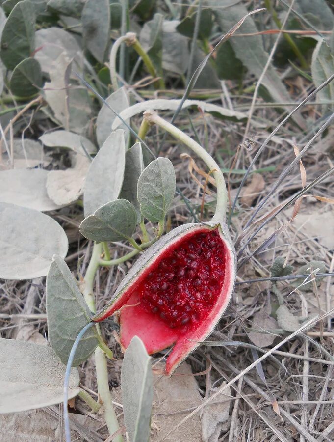 Capparis herbacea. Каперсы арбузики. Таджикские растения. Каперсы растение в Таджикистане. Таджикские цветы