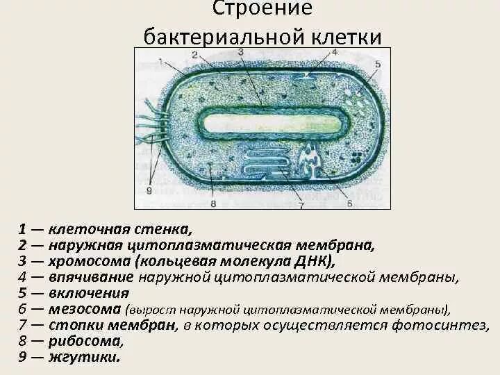 Клеточная стенка и мембрана бактерий. Мезосома бактериальной клетки строение. Выросты мембраны бактериальной клетки. Схема строения бактериальной клетки микробиология. Строение бактериальной клетки 7 класс.