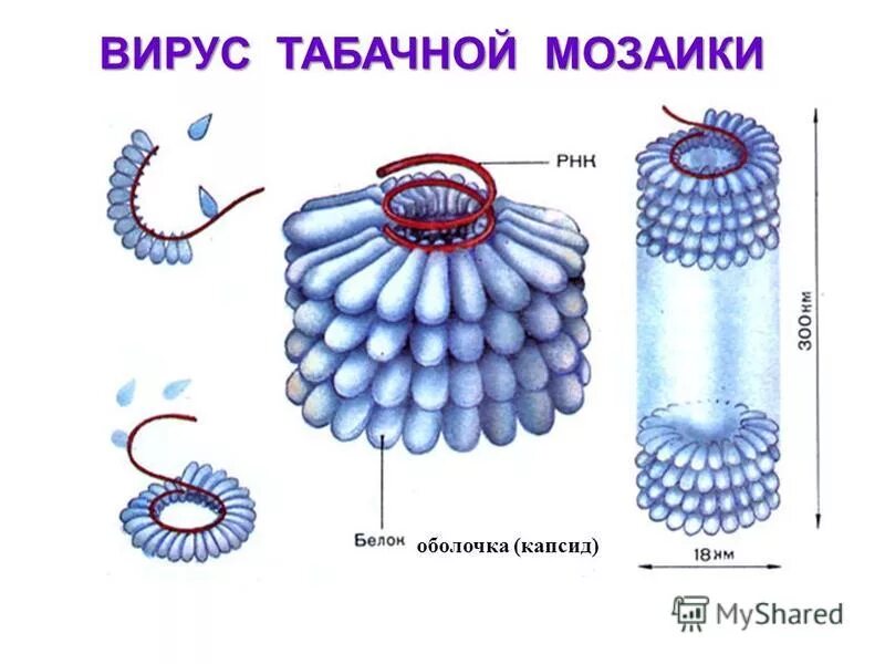 Строение вирусов растений. Вирус табачной мозаики строение. Строение вируса табачной мозаики рисунок. Строение вируса мозаики табака. Нуклеиновая кислота вируса табачной мозаики:.