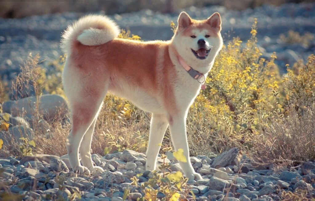 Японская собака 4 буквы. Акита-ину. Порода Хатико Акита-ину. Лайка Акита ину. Японская Акита ину.