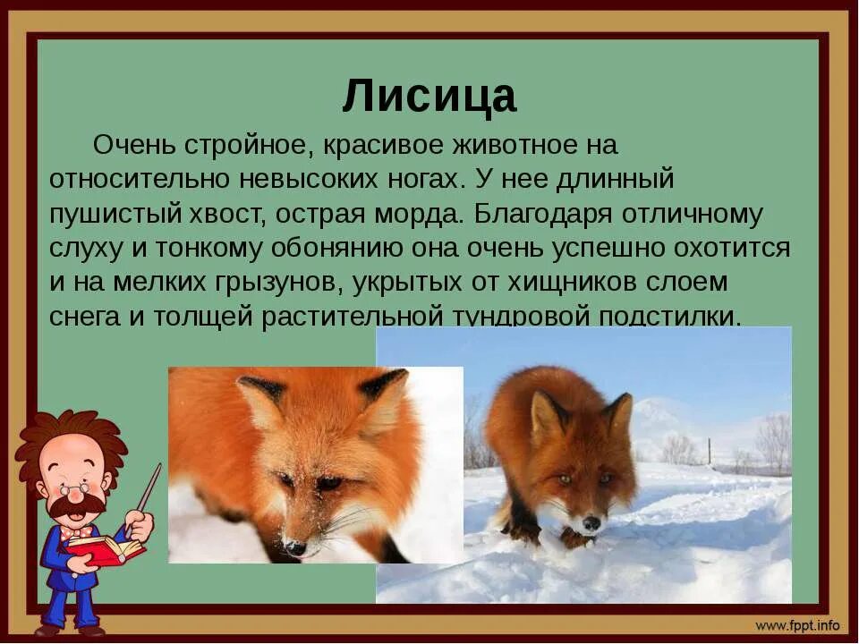 Описание животного 2 класс русский язык. Описание лисы для детей. Сообщение про лису. Текст про лису. Рассказ про лису.