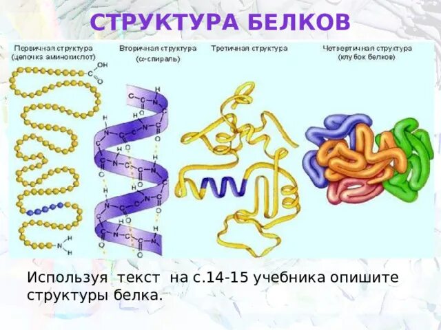 Первичную структуру белка определяет связь. Структуры белка кратко. структура белков презентация. дайте характеристику структурам белка. строение белка таблициы.