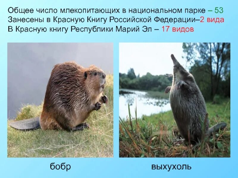 Красная книга республики марий эл животные. Редкие животные республики марий эл. животные занесенные в красную книгу республики марий эл. животные и растения республики марий эл занесенные в красную книгу. растения и животные марий эл занесенные в красную книгу.
