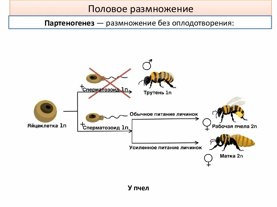 Бесполое размножение растений примеры. Типы полового размножения схема. Способы полового размножения у одноклеточных. Формы полового размножения биология. Способы размножения живых организмов схема.