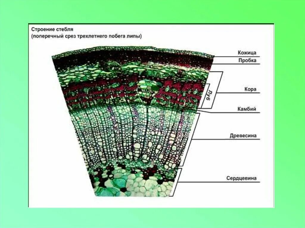 Поперечный и продольный срез. Поперечный срез стебля строение. Поперечный срез стебля микроскоп. Строение стебля липы поперечный срез. Ткани на поперечном срезе стебля липы.