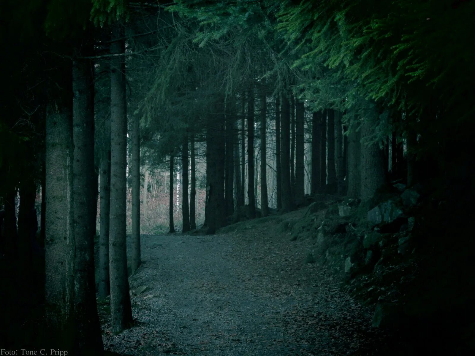 Темный лес сумеречный лес. Темный лес twilight forest. темный лес твайлайт форест. жуткий лес. лес темный страшный.