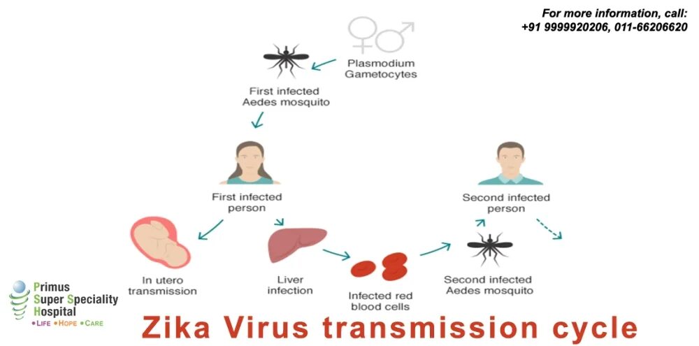 Ната зика. Вирус Зика профилактика. Болезнь вызванная вирусом Зика.