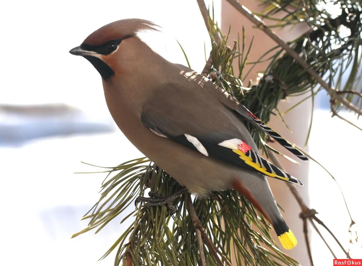 свиристель сибирская. сибирская птичка с хохолком. хохлатая свиристель. лесная птица с хохолком на голове. дрозд свиристель крымский.