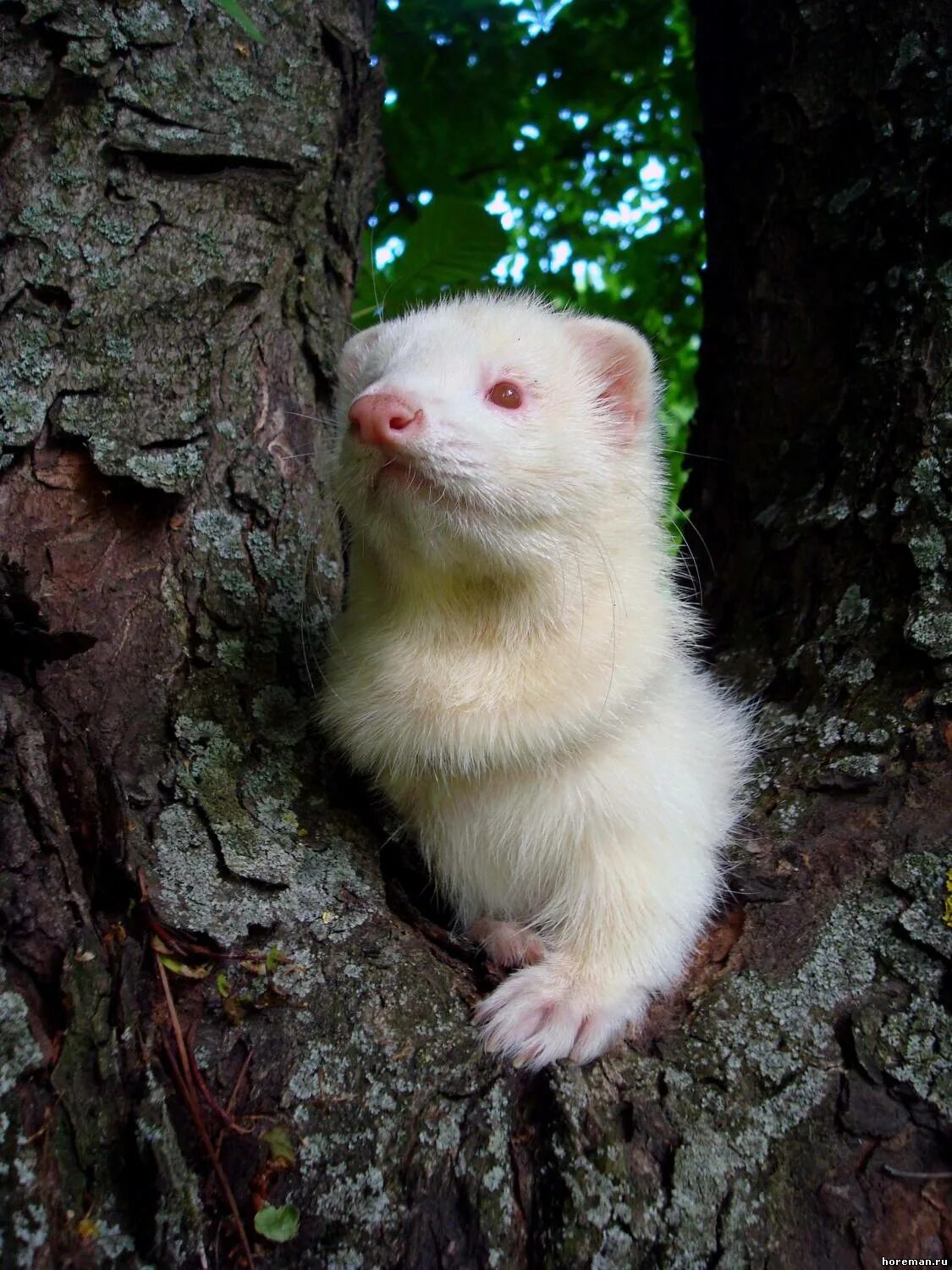 белый домашний хорек 4 буквы. хорек альбинос. белый хорек альбинос. белый хорек альбинос. росомаха альбинос.