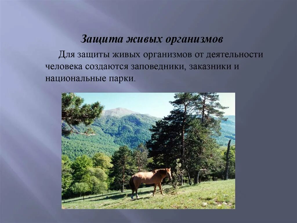 Зачем во всех странах создают заповедники. Заповедники и заказники. Парки, заповедники заказники. Заповедник национальный парк. Национальные парки описание.