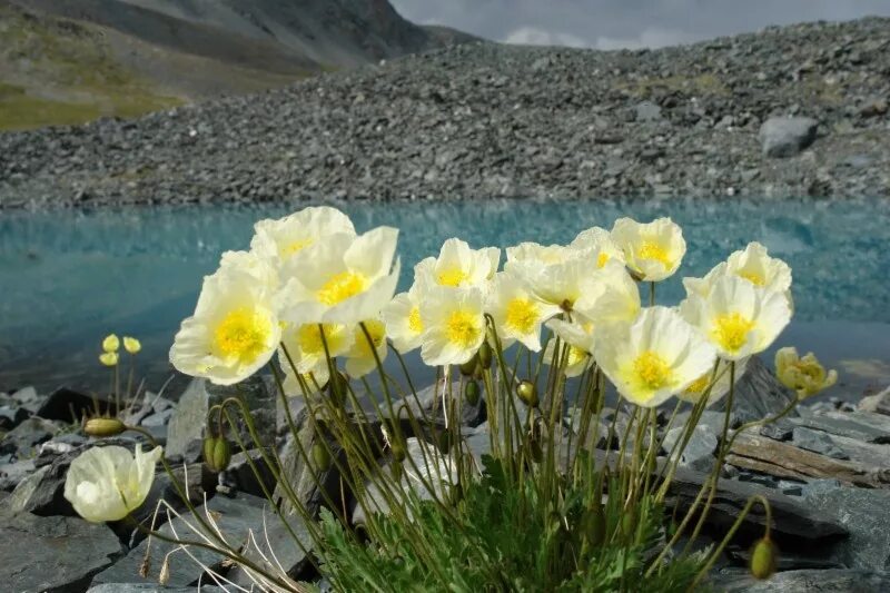 растения алтайского заповедника. растения травянистые горного алтая. растения алтайского заповедника. биосферный заповедник алтая. алтайский государственный природный биосферный заповедник растения.