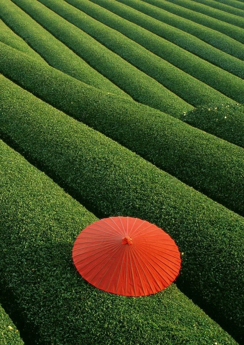 Чайные поля. Fields 1,2. Japan field people. Tea fields of Japan. Exist fields