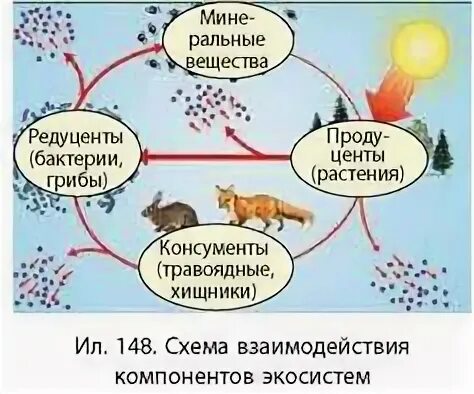 Круговорот веществ в природе консументы редуценты. Продуценты консументы и редуценты это. Схема консументов редуцентов. Схема продуценты консументы редуценты. В естественной экосистеме круговорот веществ