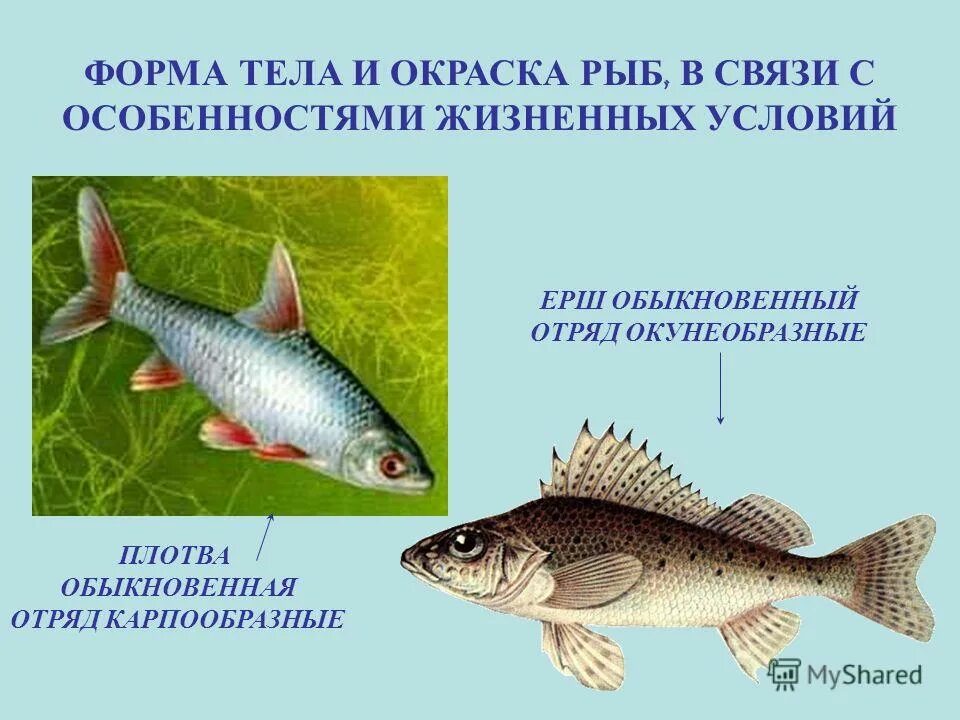 Особенности внешнего строения карпообразных. Особенности внешнего строения карпообразных