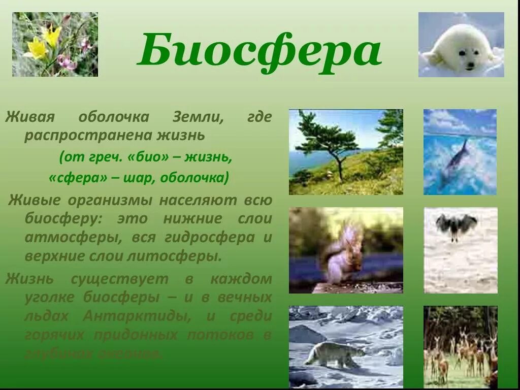 Живой мир доклад. Биосфера это живые организмы оболочка земли. Биосфера Живая оболочка земли 5 класс. Проект на тему Биосфера оболочка земли. Доклад Биосфера-Живая оболочка.