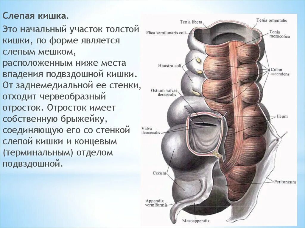 Слепая кишка размер. Строение кишечника слепая кишка. Слепая кишка и червеобразный отросток. Слепая кишка и чревооьращгый отросток. Строение слепой кишки анатомия.