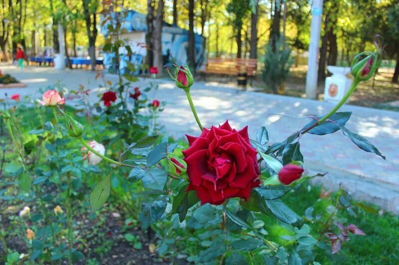 Цветы симферополь. Симферополь розы парк. сорта роз высаженные на вднх. кусты роз на улицах дивногорска. парк с кустовыми розами ульяновск.