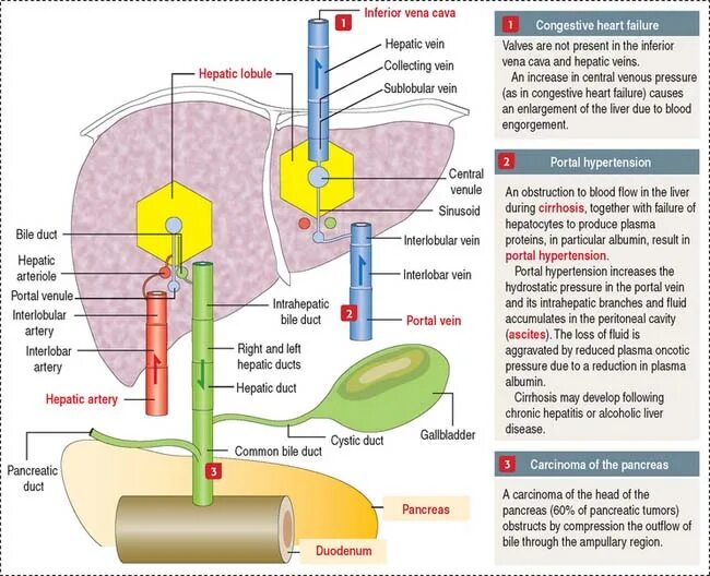 Печень 10 9 9. Wedged hepatic venous Pressure (WHVP). Uno hepatic таблетки. Hepatocytes are in contact with sinusoids and bile Ducts..