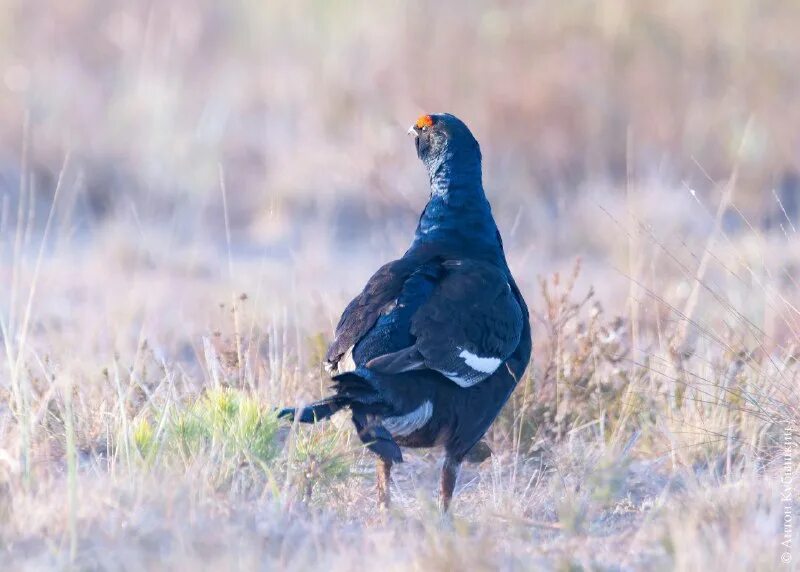 Дегтярев. Тетеревиный. Тетеревиная серенада ответ. Тетеревиный король. Охота тетерев косач весной.