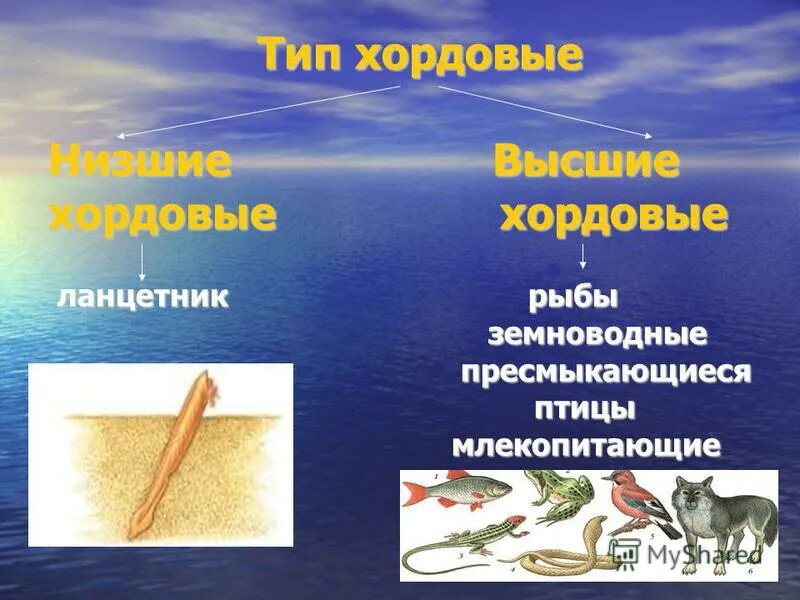 ланцетник рыбы земноводные пресмыкающиеся птицы. бесчерепные ланцетник. туловищные почки у ланцетника. ланцетники костные рыбы. ланцетник органы пищеварения особенности строения.