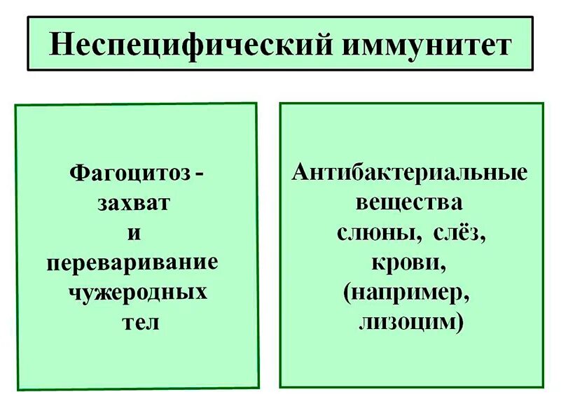 Специфический и неспецифический иммунитет схема. Виды специфического иммунитета. Специфический 2 неспецифический иммунитет. Иммунитет бывает специфическим и неспецифическим.