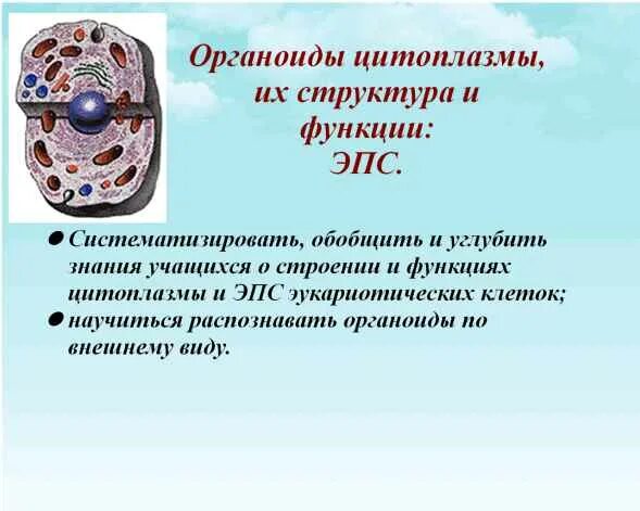 Какое вещество цитоплазмы обеспечивает перемещение органоидов. Эндоплазматическая сеть функции органоида. цитоплазма. строение и функции органелл. строение органоидов цитоплазмы. цитоплазма функции органоида.