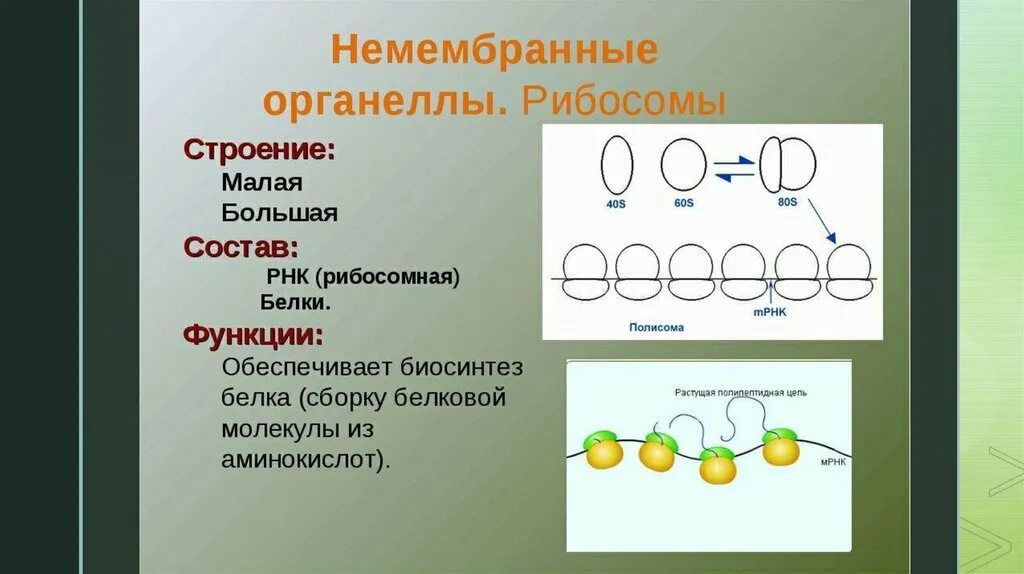 Внутреннее строение рибосомы. Строение рибосомы. Рибосомы строение и функции. В рибосомах есть липиды. Строение органоида рибосомы.