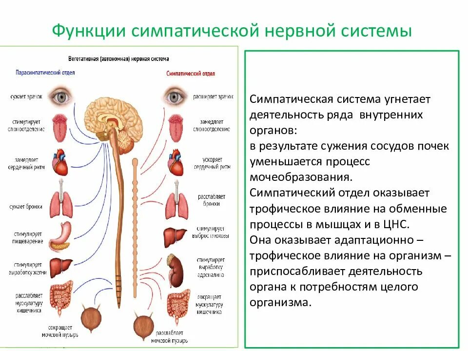 Вегетативный отдел нервной системы функции. Симпатическая нервная система функции функции. Симпатический отдел вегетативной нервной системы. Активация симпатического отдела вегетативной нервной системы.