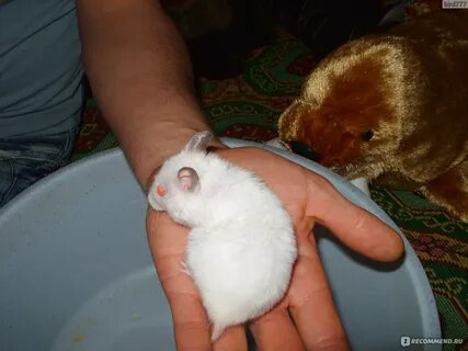 Хомяк больно кусается