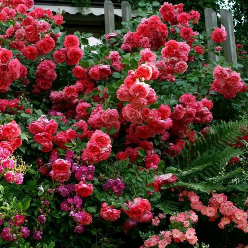 Купи розы отзывы. Плетистые розы Розариум Ютерсен.