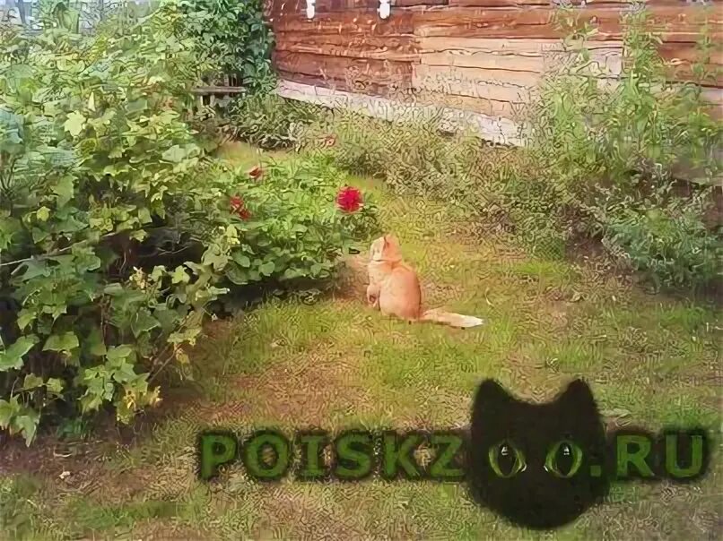 Рыжий кот пермь. Рыжий кот пермь