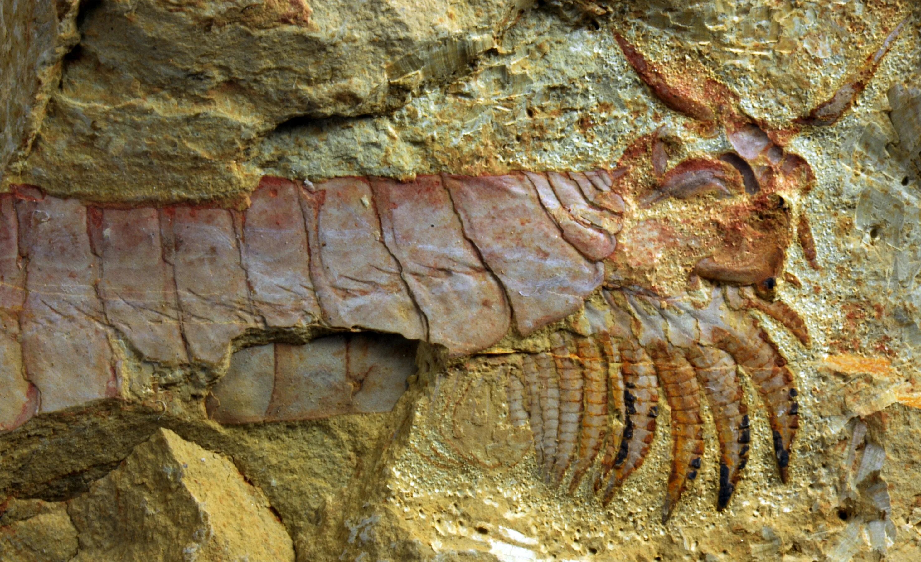 Окаменелости кембрийского периода. Fossil окаменелости. Палеонтология окаменелости. Окаменелые щитни.