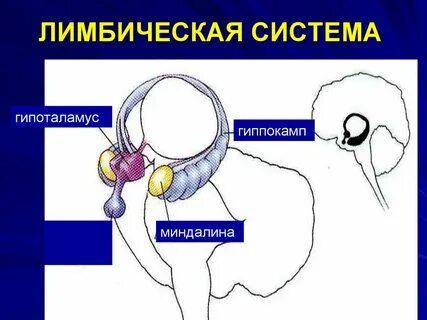 Гипоталамус и гиппокамп
