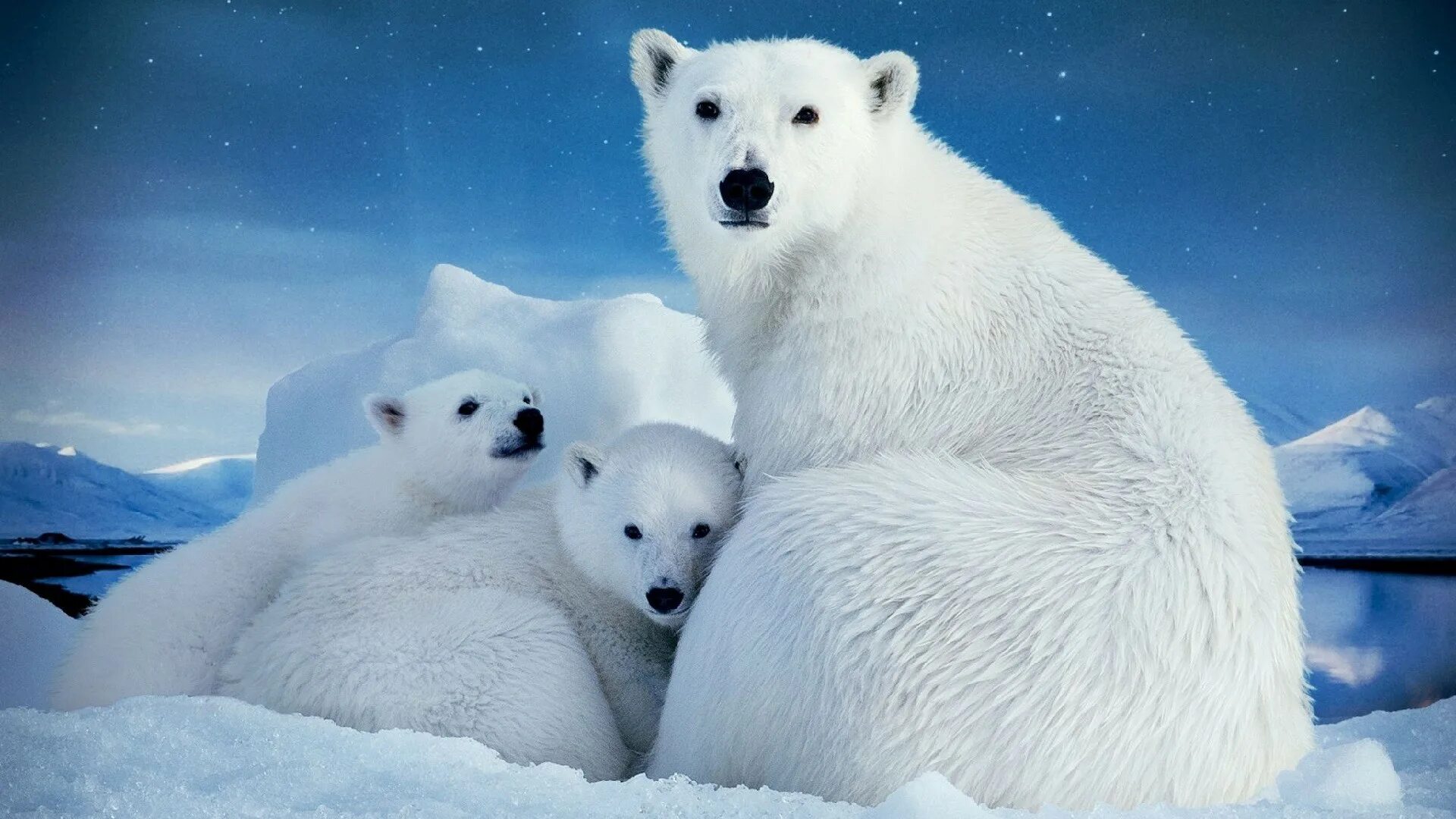Белый медведь в Северной Америке. Белые медведи в Арктике. Белые медведи в Антарктиде. Пейзаж с белыми медведями.