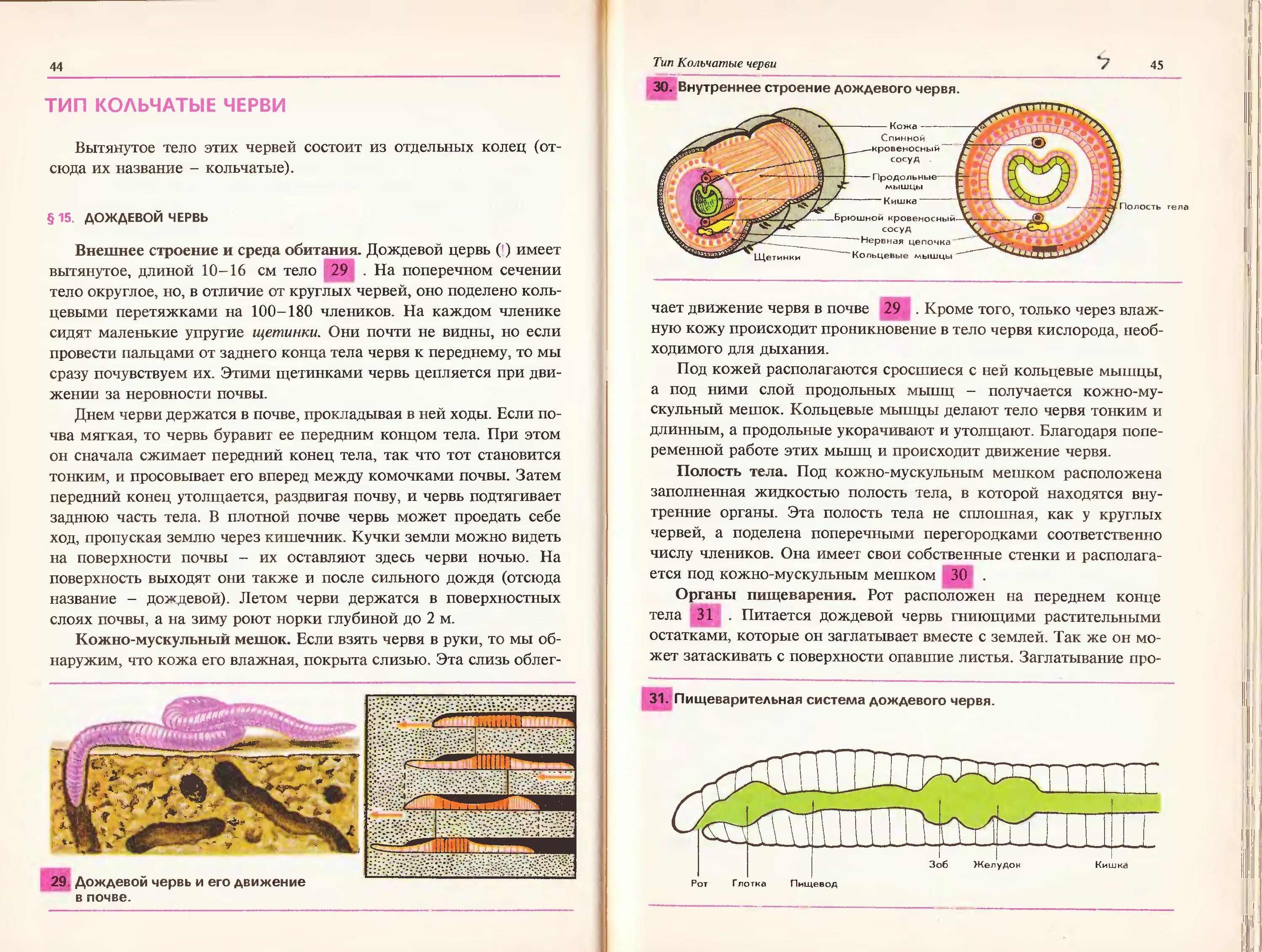 Строение дождевого червя. Внутреннее строение дождевого червя. Строение дождевого червя 7 класс биология. Внутреннее строение кольчатых червей.