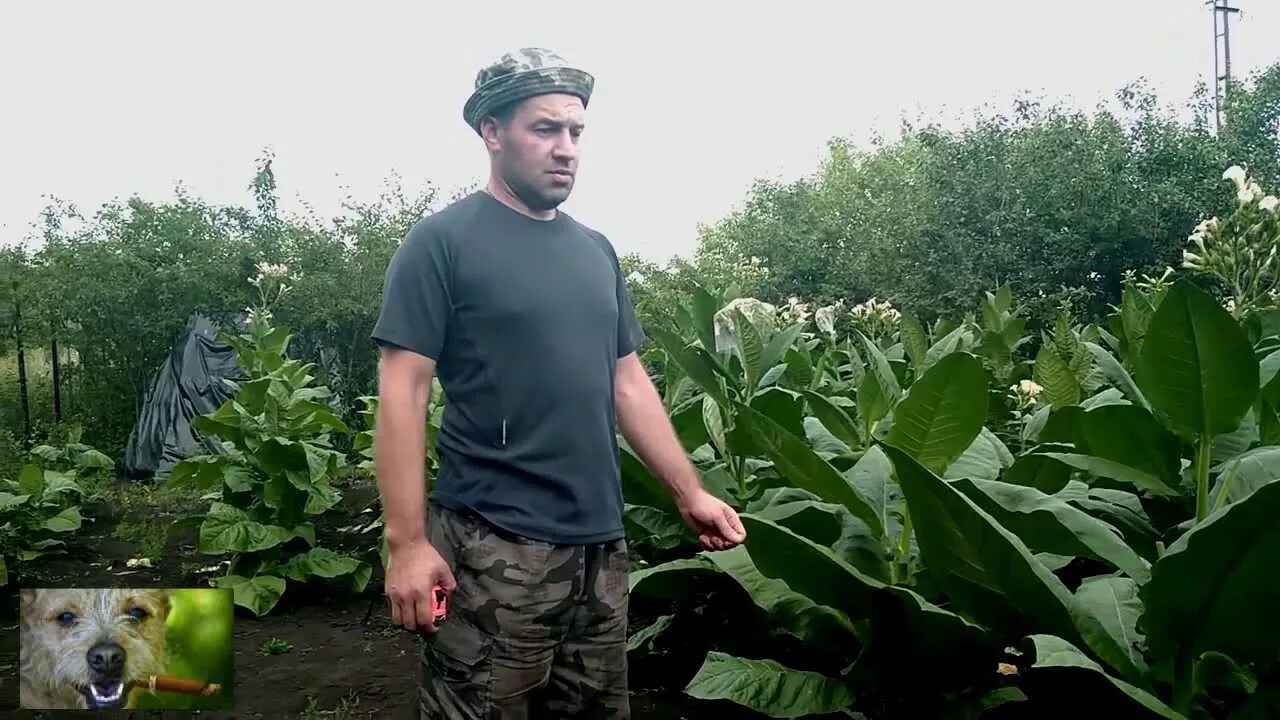 Как вырастить махорку
