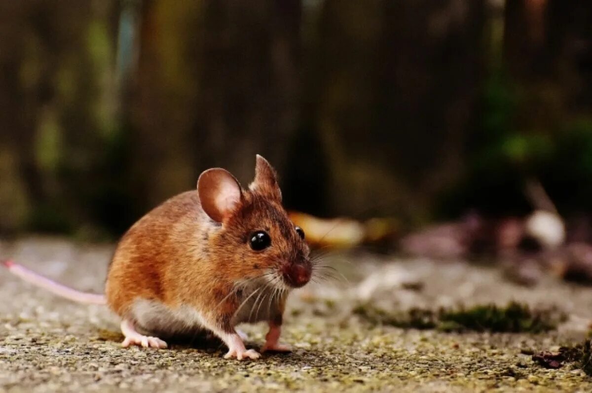 Полевые вредители грызуны. Хомяк песчанка. Туко-туко животное. Про грызунов. Пищуха сеноставка.