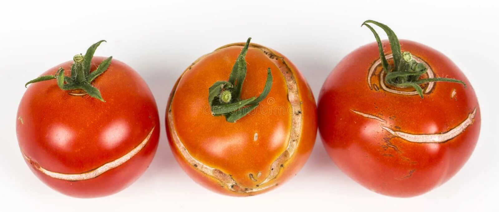 Растрескивание плодов томата. Трещины на помидорах. Томаты растрескались. Треснутые помидоры.