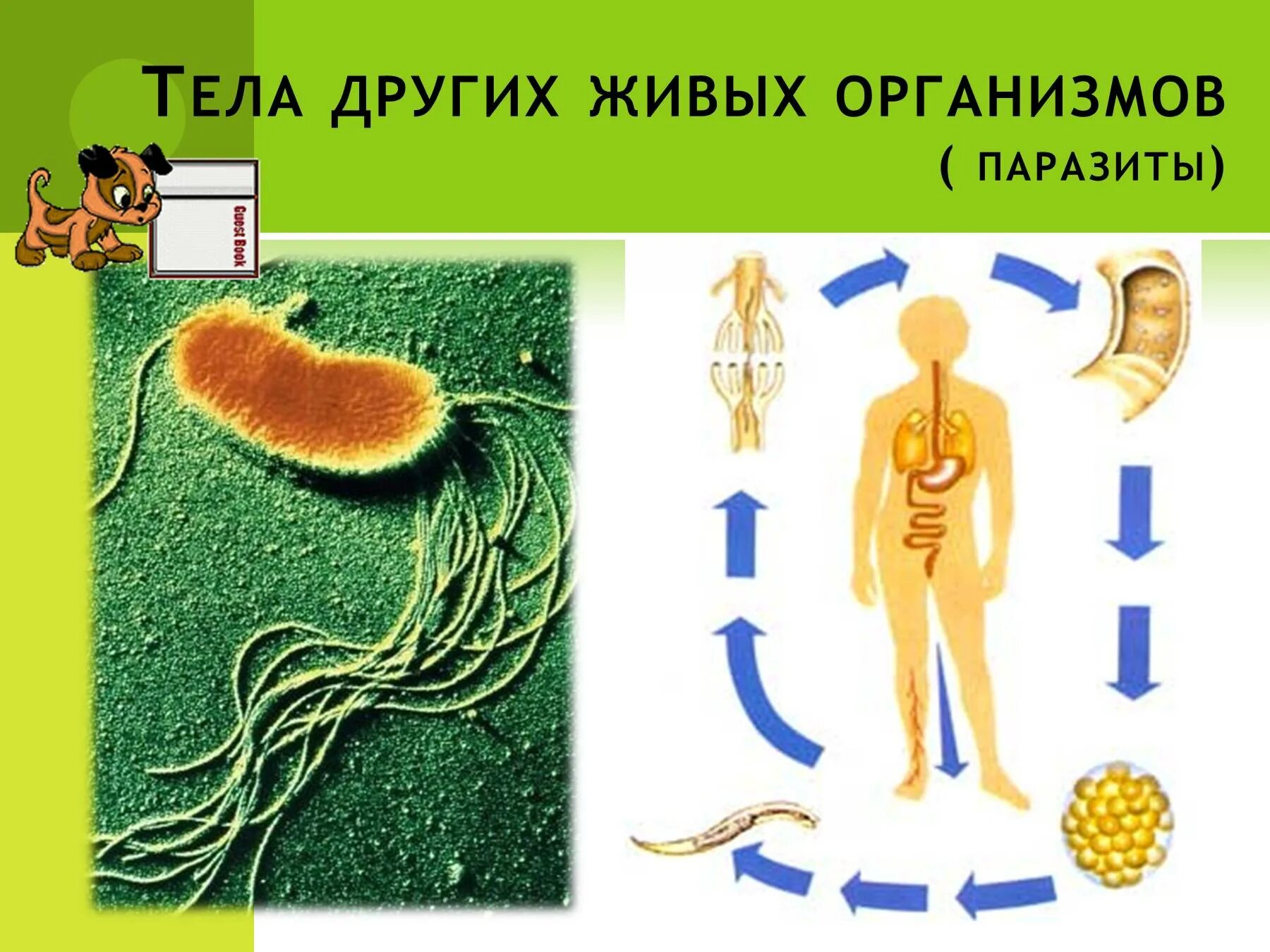 Паразитические организмы. Другие живые организмы. Живые организмы в открытом