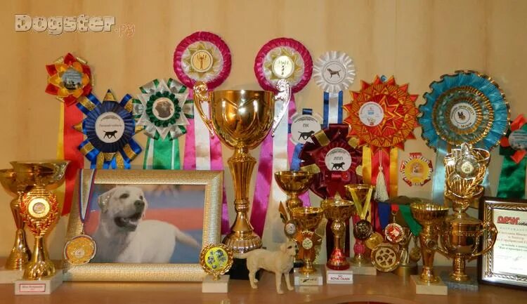 Медали собак на выставках. Награды для собак. Кубки и розетки для выставок собак. Медаль собачьей выставки.